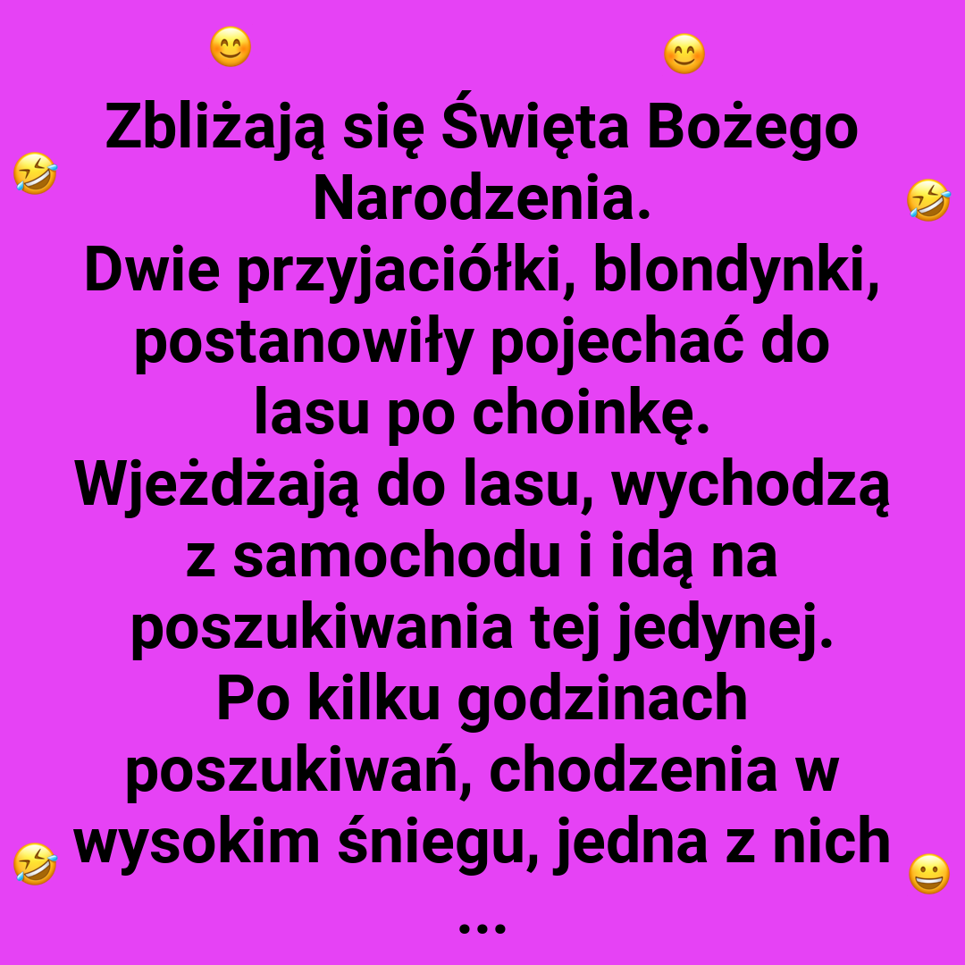 W poszukiwaniu choinki